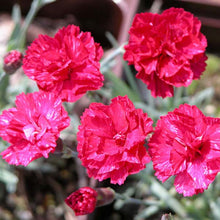 Load image into Gallery viewer, Dianthus 'Frost Fire'