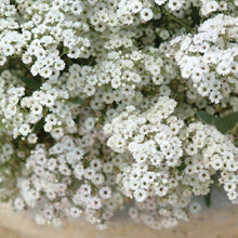 Load image into Gallery viewer, Festival star Baby's Breath