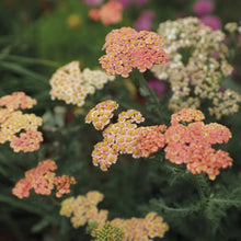 Load image into Gallery viewer, Firefly Peach Sky Yarrow