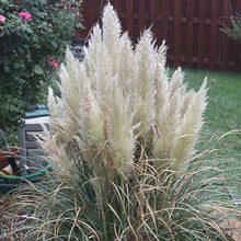 Load image into Gallery viewer, Dwarf Pampas Grass 'Pumila'