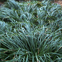 Load image into Gallery viewer, Dwarf Mondo Grass