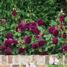 Load image into Gallery viewer, Munstead Wood Rose