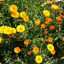 Load image into Gallery viewer, Calendula