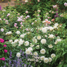 Load image into Gallery viewer, Tranquility Rose (Bare Root)