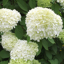 Load image into Gallery viewer, 'Limelight' Panicle Hydrangea