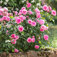 Load image into Gallery viewer, Gertrude Jekyll Rose