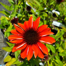 Load image into Gallery viewer, Echinacea ‘Sombrero Sangrita’