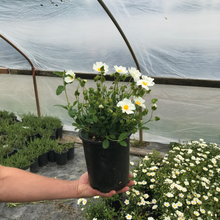 Load image into Gallery viewer, Sageleaf Rockrose