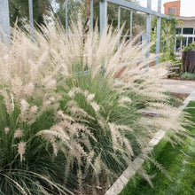 Load image into Gallery viewer, Lindheimer's Muhly Grass
