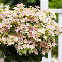 Load image into Gallery viewer, Early Evolution Panicle Hydrangea