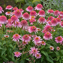 Load image into Gallery viewer, Echinacea 'Butterfly Kisses'