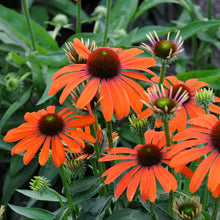 Load image into Gallery viewer, Echinacea 'Julia'