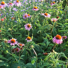 Load image into Gallery viewer, Purple Echinacea