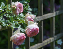 Load image into Gallery viewer, Eden Climber® Rose