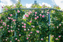 Load image into Gallery viewer, Eden Climber® Rose