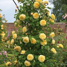 Load image into Gallery viewer, Teasing Georgia® Rose
