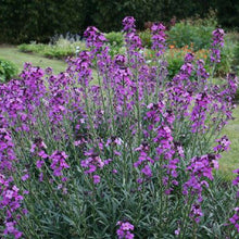 Load image into Gallery viewer, Erysimum Bowle's Mauve