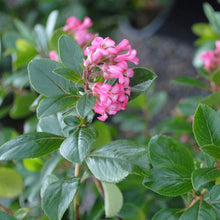 Load image into Gallery viewer, Escallonia 'Pink Princess'