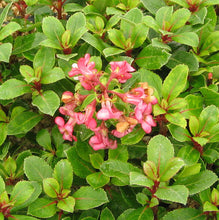 Load image into Gallery viewer, Dwarf Escallonia