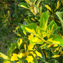 Load image into Gallery viewer, Euonymus 'Gold Spot'