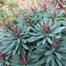 Load image into Gallery viewer, Euphorbia 'Tiny Tim'