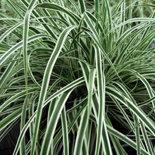 Load image into Gallery viewer, Everest Weeping Sedge