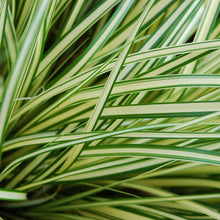 Load image into Gallery viewer, Carex oshimensis 'Evergold'