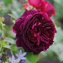 Load image into Gallery viewer, Munstead Wood Rose