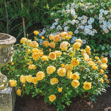 Load image into Gallery viewer, Golden Celebration Rose (Bare Root)