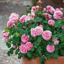 Load image into Gallery viewer, Eustacia Vye Rose (Bare Root)