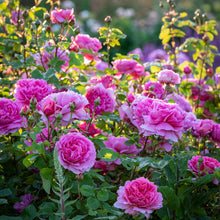 Load image into Gallery viewer, Princess Alexandra of Kent Rose (Bare Root)
