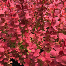 Load image into Gallery viewer, Orange Rocket Barberry