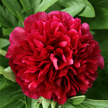 Load image into Gallery viewer, Double Red Peony