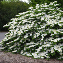 Load image into Gallery viewer, Viburnum Shasta