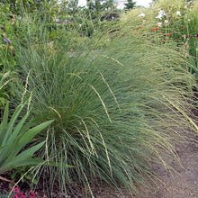 Load image into Gallery viewer, Atlas Fescue Grass