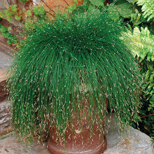 Load image into Gallery viewer, Fiber Optic Grass