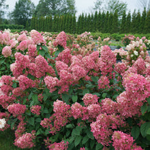 Load image into Gallery viewer, Fire Light® Panicle Hydrangea