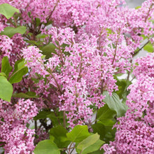 Load image into Gallery viewer, Flowerfesta® Pink Reblooming Lilac