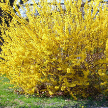 Load image into Gallery viewer, Forsythia 'Kumson'