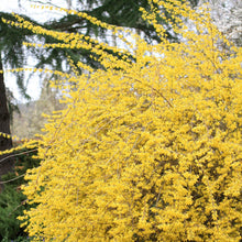 Load image into Gallery viewer, Northern Gold Forsythia