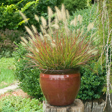 Load image into Gallery viewer, Fountain Grass 'Burgundy Bunny'