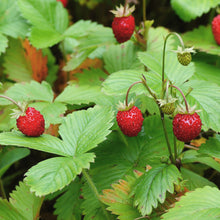 Load image into Gallery viewer, Fraises Des Boise Strawberry