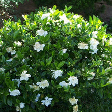 Load image into Gallery viewer, Frost Proof Gardenia