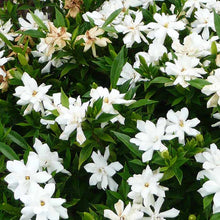 Load image into Gallery viewer, Frost Proof Gardenia