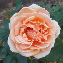 Load image into Gallery viewer, Just Joey® Rose