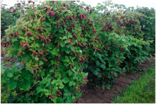 Load image into Gallery viewer, Columbia Giant Blackberry