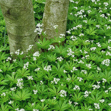 Load image into Gallery viewer, Sweet Woodruff