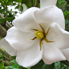 Load image into Gallery viewer, Gardenia 'Chuck Hayes'