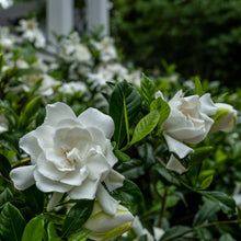 Load image into Gallery viewer, Gardenia Summer Snow®