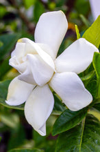 Load image into Gallery viewer, Gardenia Summer Snow®